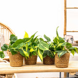 Philodendron Brasil, 20-25 cm, planta de interior curgatoare cu frunze verzi si galbene, decor tropical usor de ingrijit