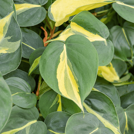 Philodendron Brasil (Cu Suport) - 50 cm