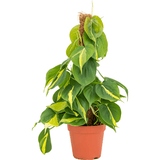 Philodendron Brasil (Cu Suport) - 50 cm