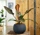 Philodendron Imperial Red - 35 cm