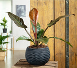 Philodendron Imperial Red - 45 cm