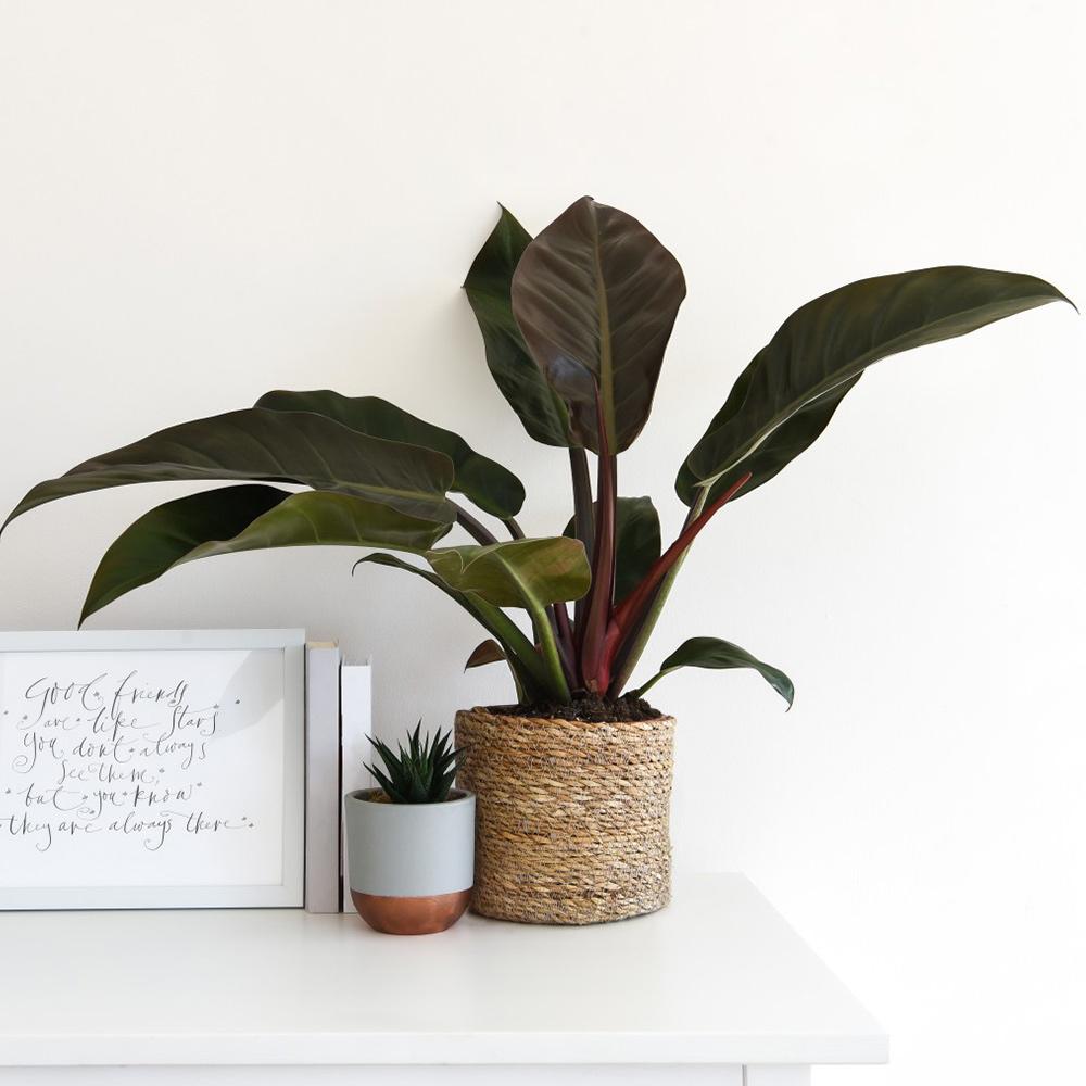Philodendron Imperial Red - 45 cm