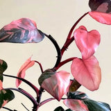 Philodendron Pink Princess Unicat- 100 cm