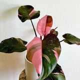 Philodendron Pink Princess Unicat- 100 cm