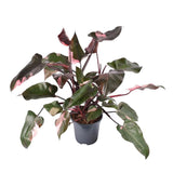 Philodendron Pink Princess - 25 cm