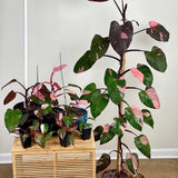 Philodendron Pink Princess - 25 cm