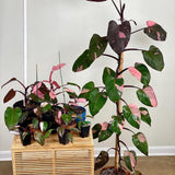 Philodendron Pink Princess – 50 см