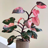 Philodendron Pink Princess – 50 см