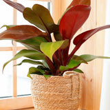 Philodendron Prince of Orange - 25 cm