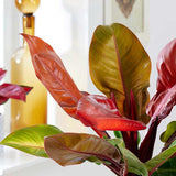 Philodendron Prince of Orange - 25 cm
