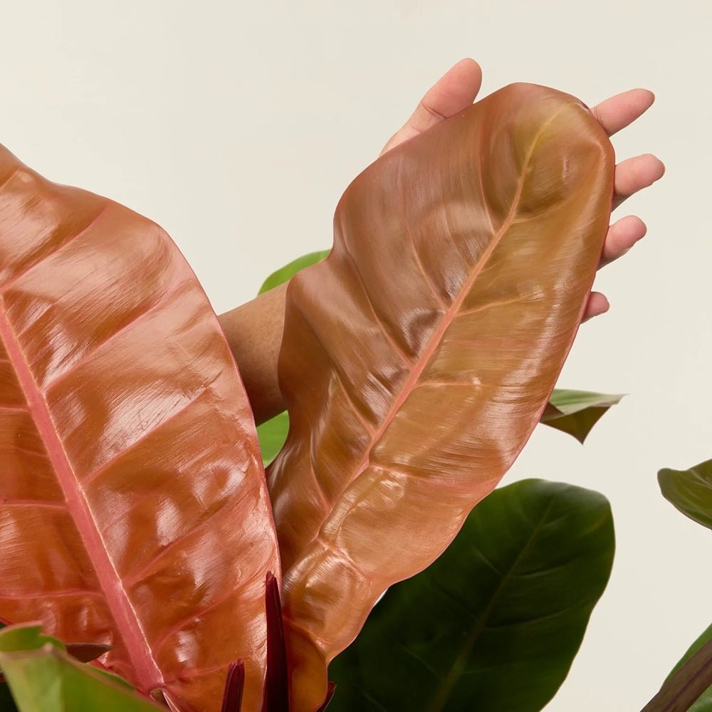 Philodendron Prince of Orange - 45 cm