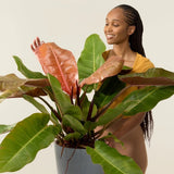 Philodendron Prince of Orange - 45 cm