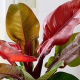 Philodendron Prince of Orange - 45 cm