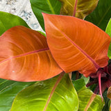 Philodendron Prince of Orange - 50 cm