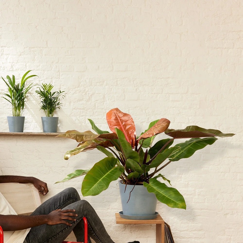 Philodendron Prince of Orange - 90 cm
