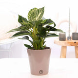 Philodendron White Wave - 25 cm - VERDENA - 25 - 30 cm inaltime, ghiveci de 1.2 l