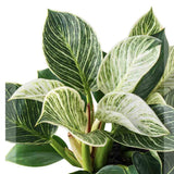 Philodendron White Wave - 25 cm - VERDENA - 25 - 30 cm inaltime, ghiveci de 1.2 l