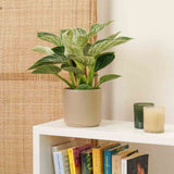 Philodendron White Wave - 25 cm - VERDENA - 25 - 30 cm inaltime, ghiveci de 1.2 l