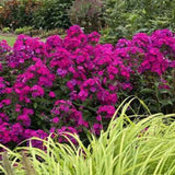 Brumarela Inalta Phlox paniculata Roberta – flox mov purpuriu parfumat, planta perena decorativa, crestere rapida