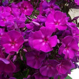 Brumarela Inalta Phlox paniculata Roberta – flox mov purpuriu parfumat, planta perena decorativa, crestere rapida