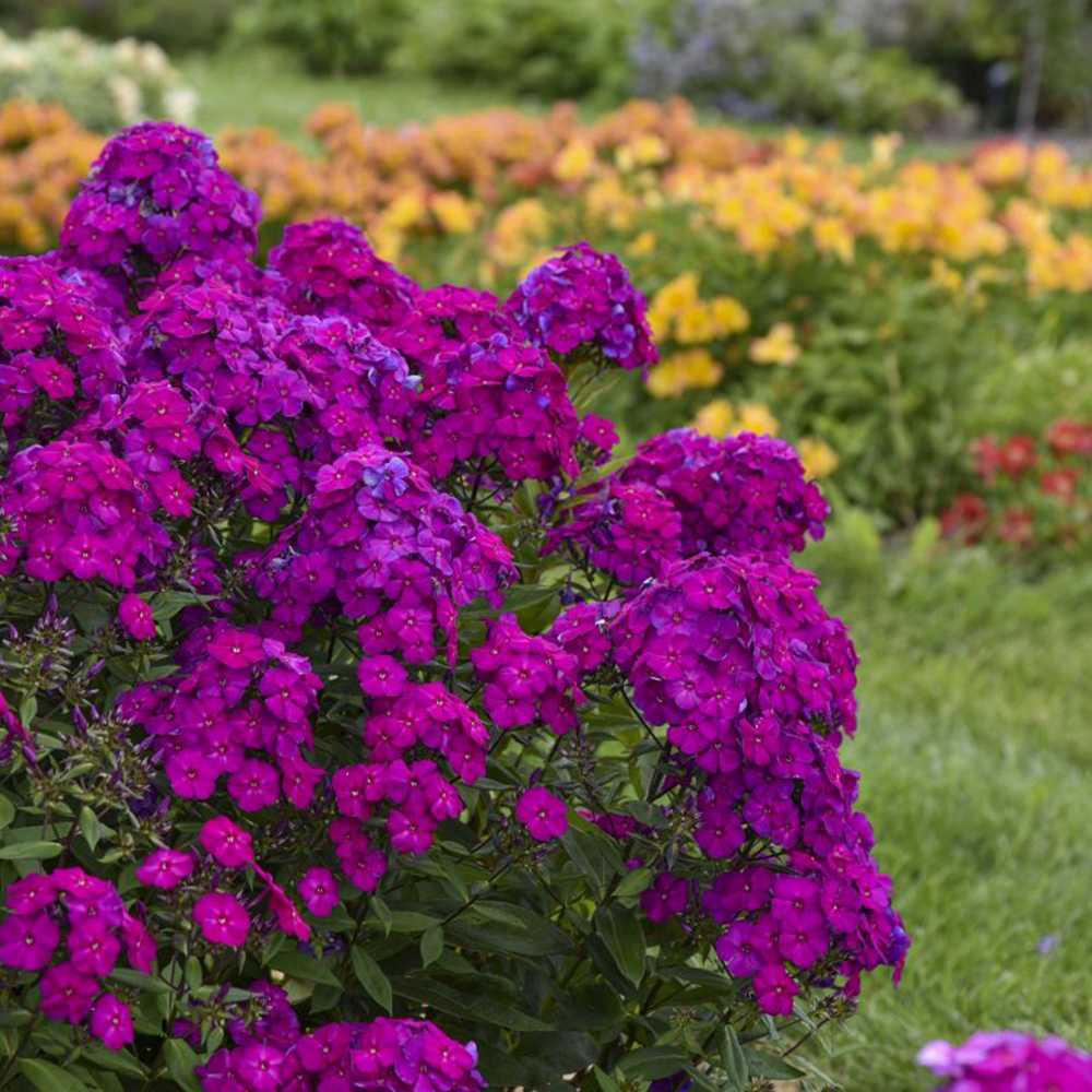 Brumarela Inalta Phlox paniculata Roberta – flox mov purpuriu parfumat, planta perena decorativa, crestere rapida