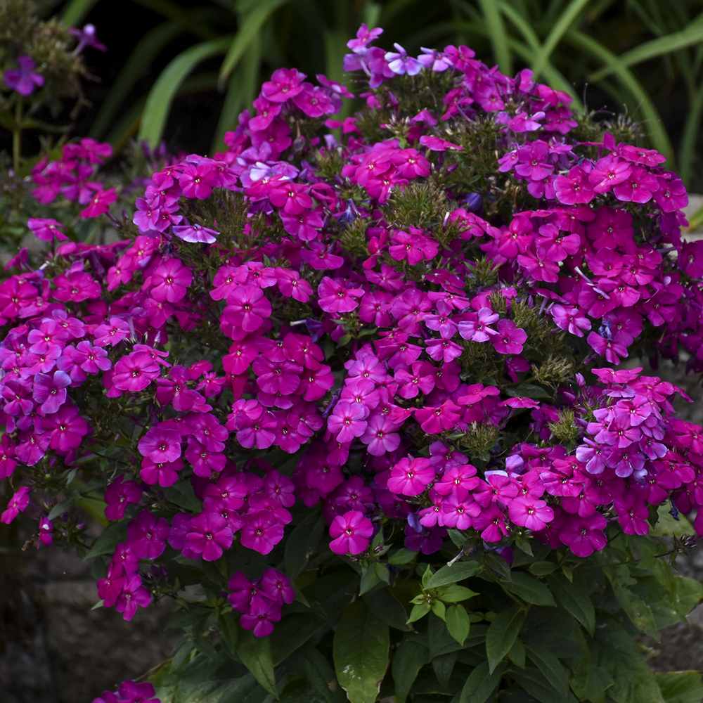 Brumarela Inalta Phlox paniculata Roberta – flox mov purpuriu parfumat, planta perena decorativa, crestere rapida