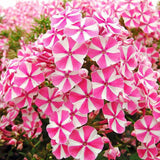 Флокс Phlox paniculata 'Peppermint Twist' – ароматни двуцветни цветя бяло-розово