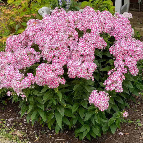 Флокс Phlox paniculata 'Peppermint Twist' – ароматни двуцветни цветя бяло-розово