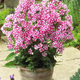 Флокс Phlox paniculata 'Peppermint Twist' – ароматни двуцветни цветя бяло-розово