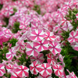 Флокс Phlox paniculata 'Peppermint Twist' – ароматни двуцветни цветя бяло-розово