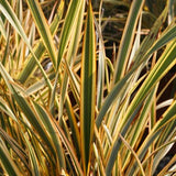 Phormium Gold Ray