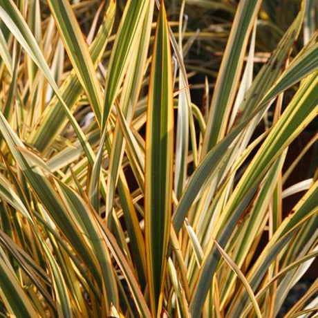 Phormium Gold Ray
