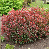 Photinia Carre Rouge, gard viu rosu vesnic verde
