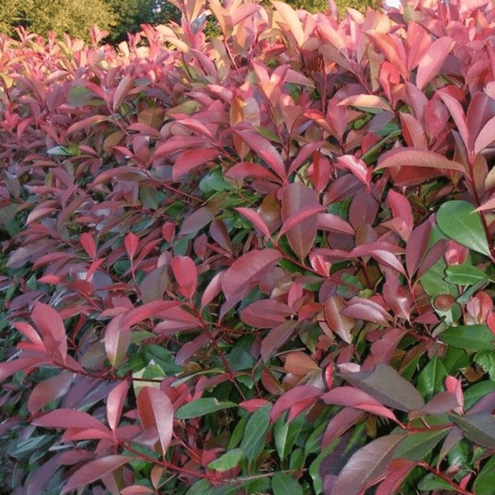 Photinia Carre Rouge, gard viu rosu vesnic verde