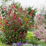 Photinia Carre Rouge, gard viu rosu vesnic verde