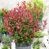 Photinia Carre Rouge, gard viu rosu vesnic verde