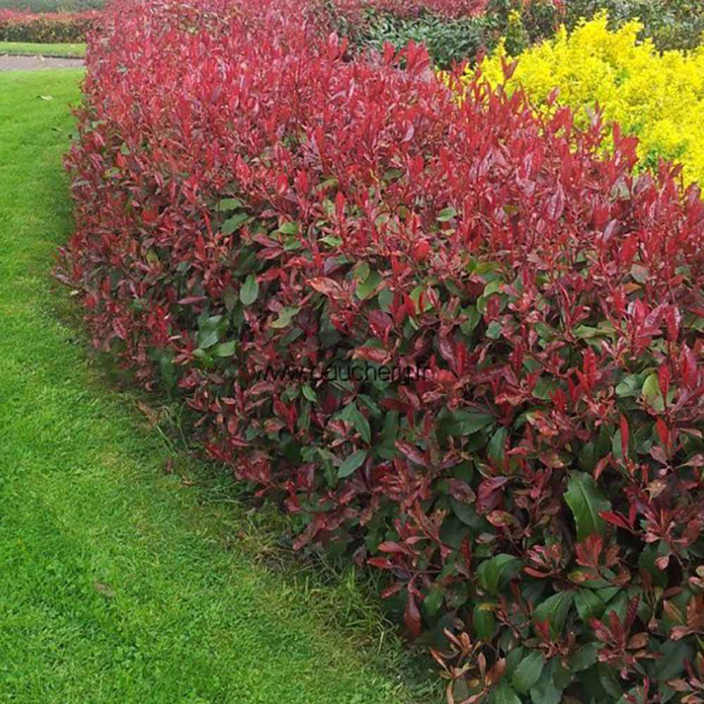 Photinia Carre Rouge, gard viu rosu vesnic verde