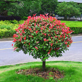 Photinia Red Robin, cu frunzis rosu, Tip Copac