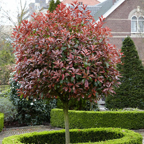 Photinia Red Robin, cu frunzis rosu, Tip Copac
