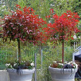 Photinia Red Robin, cu frunzis rosu, Tip Copac