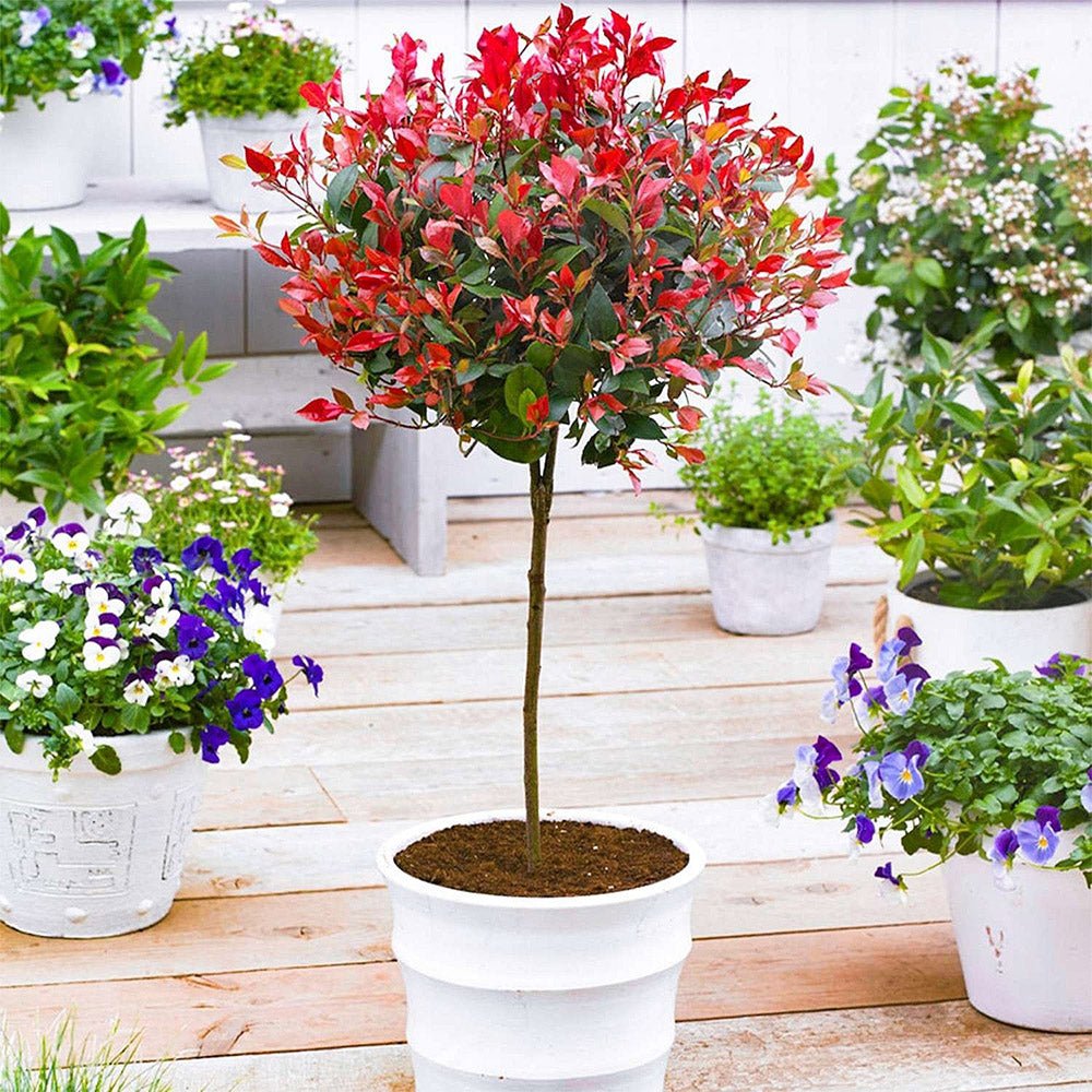 Photinia Red Robin, cu frunzis rosu, Tip Copac
