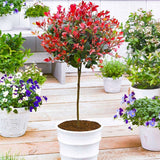 Photinia Red Robin, cu frunzis rosu, Tip Copac