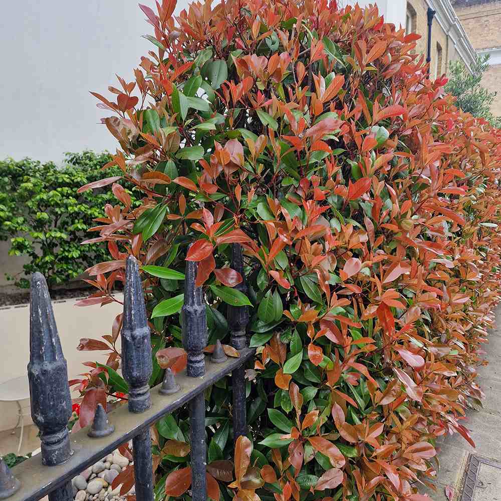 Photinia Red Robin, gard viu rosu vesnic verde - VERDENA - 20 - 30 cm inaltime, ghiveci de 4 l
