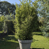 Bambus de Gradina Gigant (Phyllostachys) Atrovaginata, bambus parfumat de tamaie, vesnic verde, crestere rapida, ideal pentru gard viu