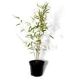 Bambus de Gradina Auriu (Phyllostachys Aureocaulis), tulpini galbene, rezistent la frig, gard viu dens