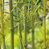 Бамбук Bissetii (Phyllostachys) – бързорастящ вечнозелен бамбук за жив плет и тераси
