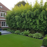 Бамбук Bissetii (Phyllostachys) – бързорастящ вечнозелен бамбук за жив плет и тераси