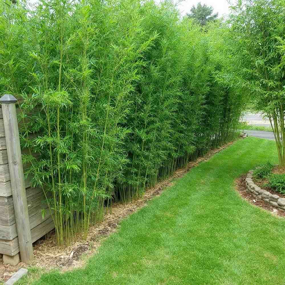 Бамбук Bissetii (Phyllostachys) – бързорастящ вечнозелен бамбук за жив плет и тераси
