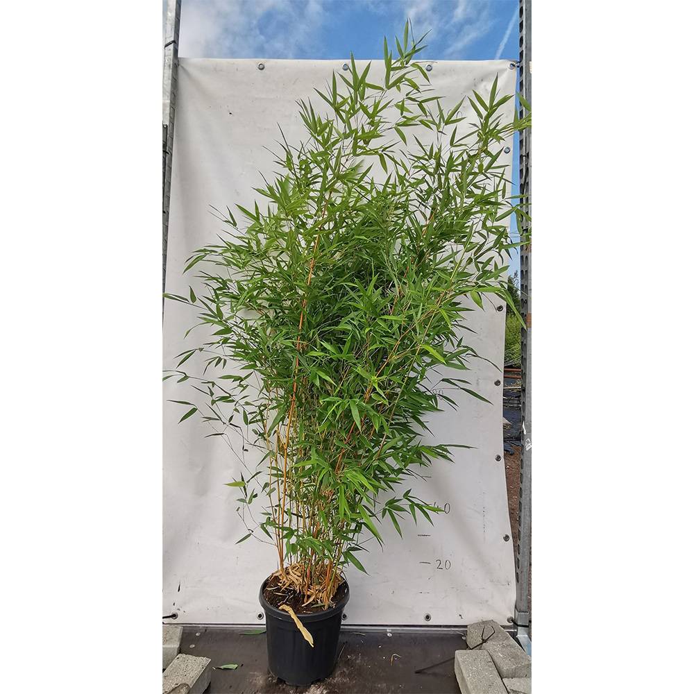 Бамбук Phyllostachys 'Henon' – гигантски декоративен бамбук за жив плет