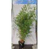 Бамбук Phyllostachys 'Henon' – гигантски декоративен бамбук за жив плет